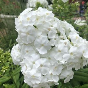 Meet your Posher, Sophia